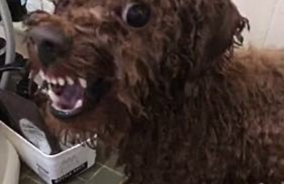 愛犬の噛み癖のお悩みに対応 | 練馬区近郊のドッグスクールならドッグトレーニングFOCUS