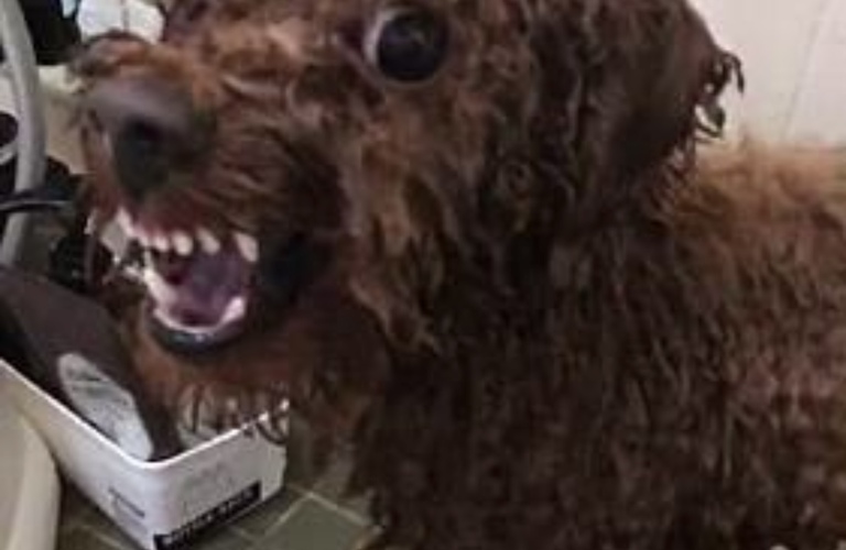 愛犬の噛み癖のお悩みに対応 | 練馬区近郊のドッグスクールならドッグトレーニングFOCUS