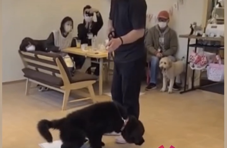 愛犬のトイレのトレーニングにお困りでしたら相談を | 練馬区近郊のドッグスクールならドッグトレーニングFOCUS
