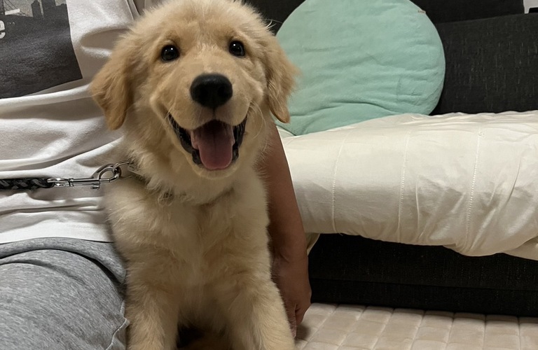 性格や行動に大きく関わる子犬期間にしつけを依頼 | 練馬区近郊のドッグスクールならドッグトレーニングFOCUS