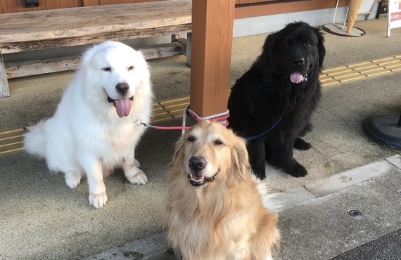 大型犬の飼い主でもあるドッグトレーナーのしつけ教室 | 練馬区近郊のドッグスクールならドッグトレーニングFOCUS
