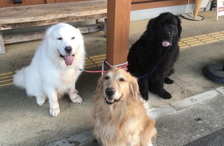 大型犬の飼い主でもあるドッグトレーナーのしつけ教室 | 練馬区近郊のドッグスクールならドッグトレーニングFOCUS