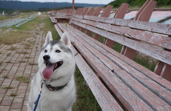 愛犬に合わせたしつけで成犬のお悩みにも対応 | 練馬区近郊のドッグスクールならドッグトレーニングFOCUS