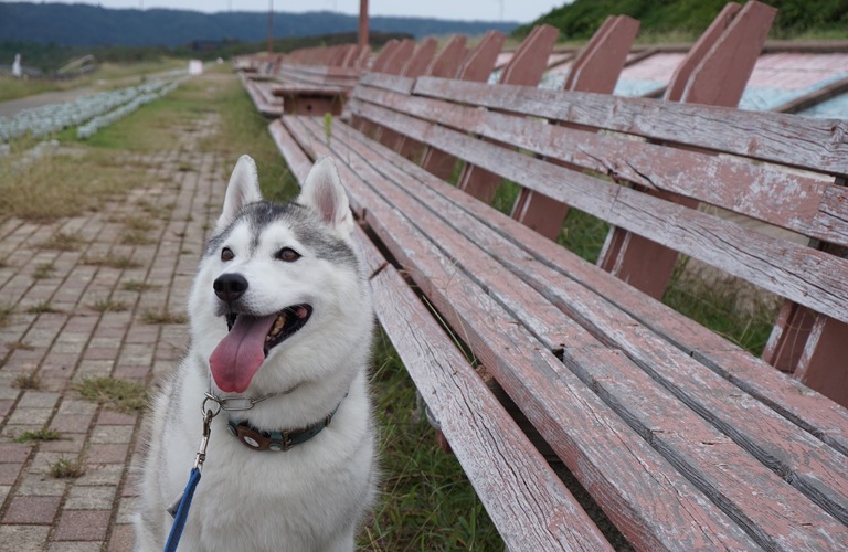 愛犬に合わせたしつけで成犬のお悩みにも対応 | 練馬区近郊のドッグスクールならドッグトレーニングFOCUS