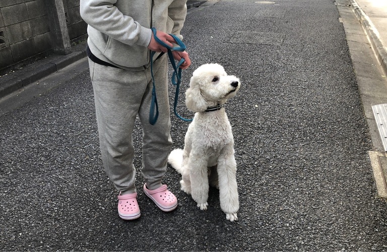 不安に思われるしつけを出張しお手伝いします | 練馬区近郊のドッグスクールならドッグトレーニングFOCUS